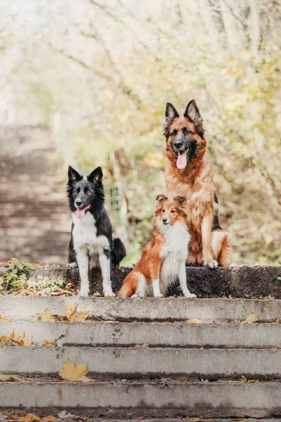 Cães Diferentes Treinados Sentados Parque Durante Dia — Fotografia de Stock