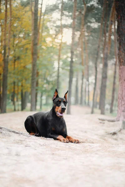 Doberman Pinscher Cão Outono — Fotografia de Stock
