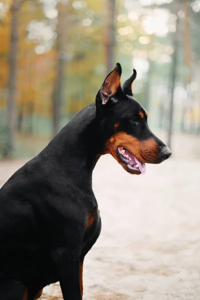 Doberman Pinscher Kutya Ősszel — Stock Fotó