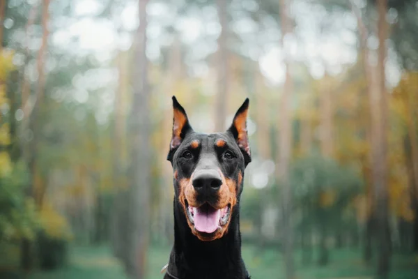 秋のドーベルマン犬 — ストック写真