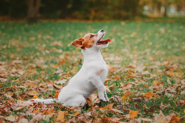 ジャック ラッセル テリアの子犬が上を見上げた 秋の背景 — ストック写真