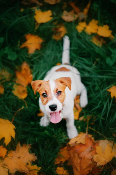 Jack Russell Terrier Cucciolo Guardando Alto Sfondo Autunno — Foto Stock