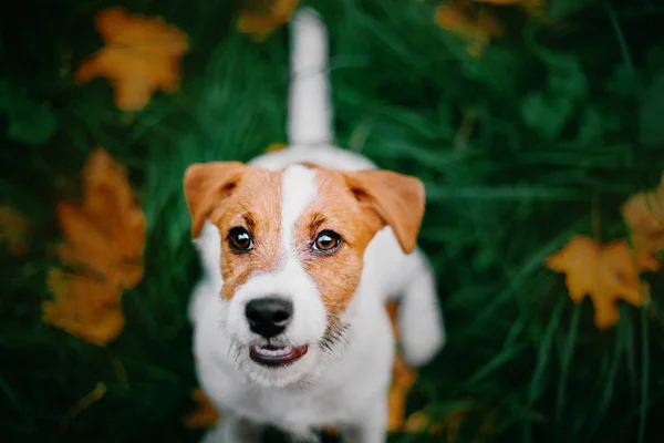 Jack Russell Terrier köpek yavrusu yukarı bakıyor. Sonbahar arkaplanı