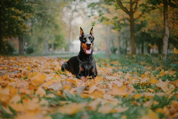 Pies Doberman Pinczer Jesienią — Zdjęcie stockowe