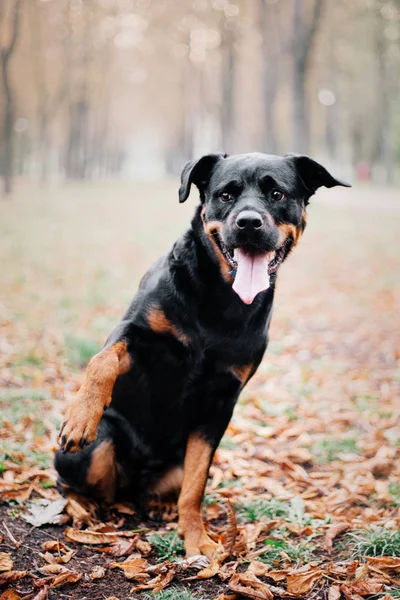 Осенью Ротвейлерская Собака — стоковое фото