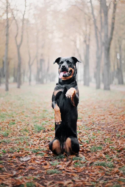 秋のロットワイラー犬 — ストック写真