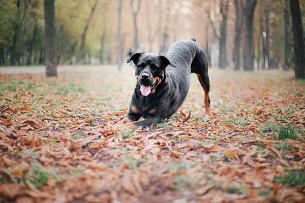 Rottweiler Cão Outono — Fotografia de Stock