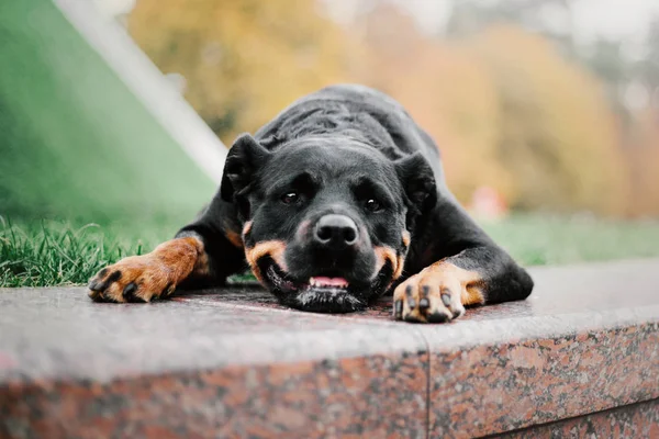 Perro Rottweiler Otoño —  Fotos de Stock