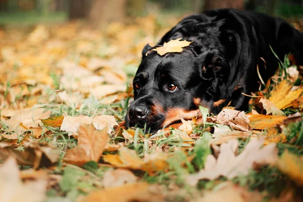 Perro Rottweiler Otoño —  Fotos de Stock