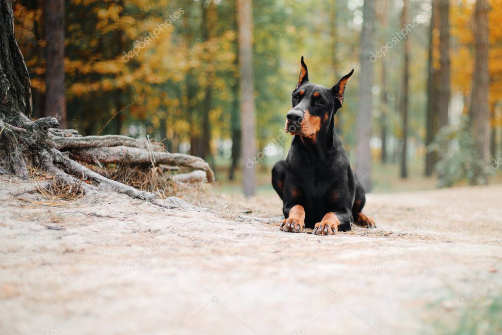 Doberman Pinscher dog in autumn