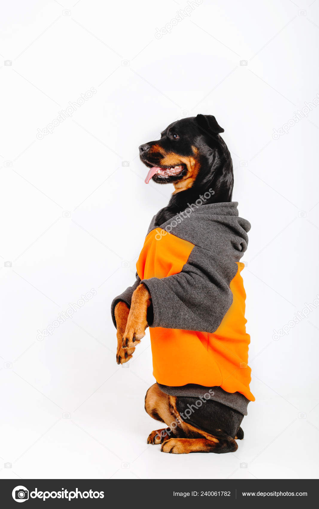 Rottweiler Dog Isolated White Background Stock Photo C Oov