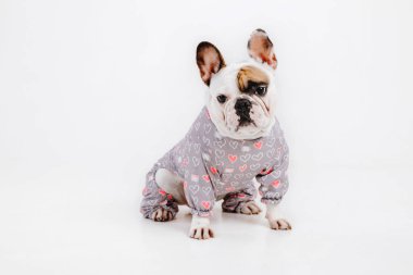 Fransız buldozer. Köpekler için giyim. Beyaz arka plan üzerinde izole giyinmiş köpek