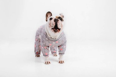 Fransız buldozer. Köpekler için giyim. Beyaz arka plan üzerinde izole giyinmiş köpek