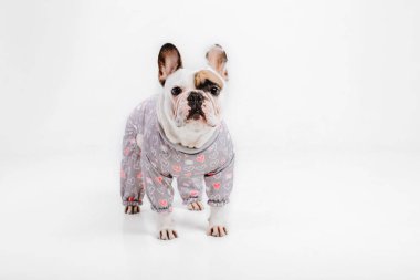 Fransız buldozer. Köpekler için giyim. Beyaz arka plan üzerinde izole giyinmiş köpek