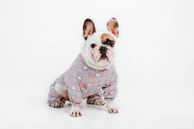 Fransız buldozer. Köpekler için giyim. Beyaz arka plan üzerinde izole giyinmiş köpek