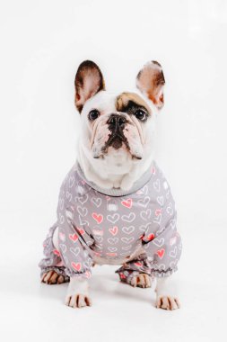 Fransız buldozer. Köpekler için giyim. Beyaz arka plan üzerinde izole giyinmiş köpek
