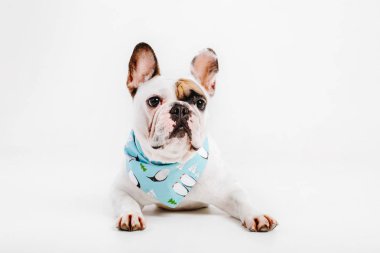 Fransız buldozer. Köpekler için giyim. Beyaz arka plan üzerinde izole giyinmiş köpek