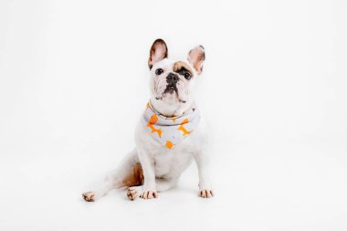 Fransız buldozer. Köpekler için giyim. Beyaz arka plan üzerinde izole giyinmiş köpek
