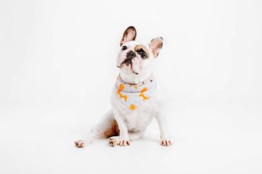 Fransız buldozer. Köpekler için giyim. Beyaz arka plan üzerinde izole giyinmiş köpek