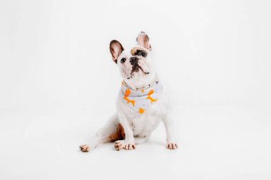 Fransız buldozer. Köpekler için giyim. Beyaz arka plan üzerinde izole giyinmiş köpek