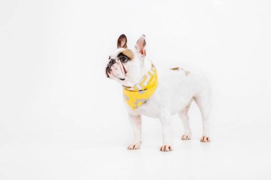 Fransız buldozer. Köpekler için giyim. Beyaz arka plan üzerinde izole giyinmiş köpek