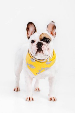 Fransız buldozer. Köpekler için giyim. Beyaz arka plan üzerinde izole giyinmiş köpek