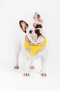 Fransız buldozer. Köpekler için giyim. Beyaz arka plan üzerinde izole giyinmiş köpek