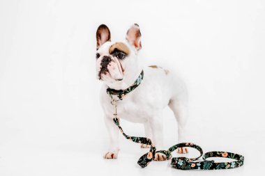 Fransız buldozer. Köpekler için giyim. Beyaz arka plan üzerinde izole giyinmiş köpek