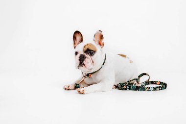Fransız buldozer. Köpekler için giyim. Beyaz arka plan üzerinde izole giyinmiş köpek