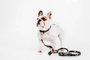 Fransız buldozer. Köpekler için giyim. Beyaz arka plan üzerinde izole giyinmiş köpek