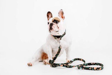 Fransız buldozer. Köpekler için giyim. Beyaz arka plan üzerinde izole giyinmiş köpek