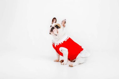 Fransız buldozer. Köpekler için giyim. Beyaz arka plan üzerinde izole giyinmiş köpek