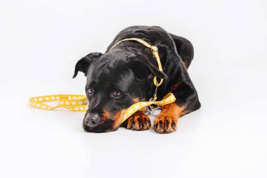 Beyaz arka plan üzerinde izole rottweiler köpek