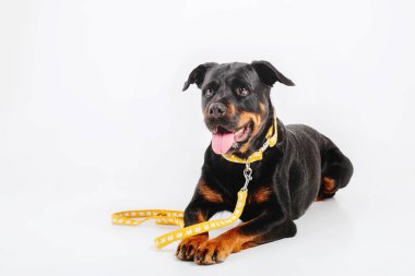 Beyaz arka plan üzerinde izole rottweiler köpek