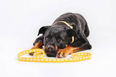 Beyaz arka plan üzerinde izole rottweiler köpek