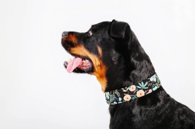 Beyaz arka plan üzerinde izole rottweiler köpek
