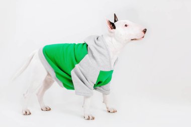 Boğa korkunç köpek. Köpekler için giyim. Beyaz arka plan üzerinde izole giyinmiş köpek