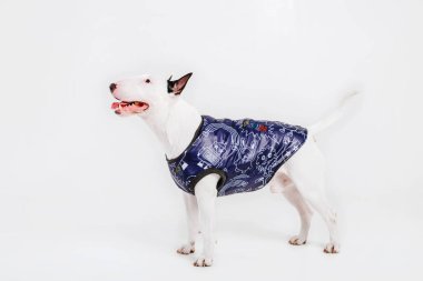 Boğa korkunç köpek. Köpekler için giyim. Beyaz arka plan üzerinde izole giyinmiş köpek