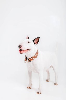 Boğa korkunç köpek. Köpekler için giyim. Beyaz arka plan üzerinde izole giyinmiş köpek