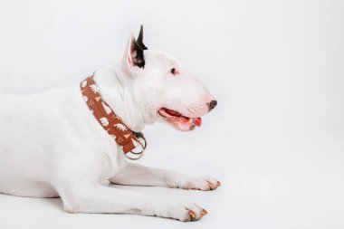 Boğa korkunç köpek. Köpekler için giyim. Beyaz arka plan üzerinde izole giyinmiş köpek