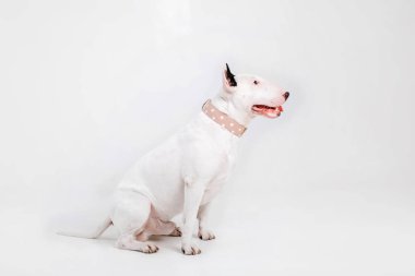 Boğa korkunç köpek. Köpekler için giyim. Beyaz arka plan üzerinde izole giyinmiş köpek