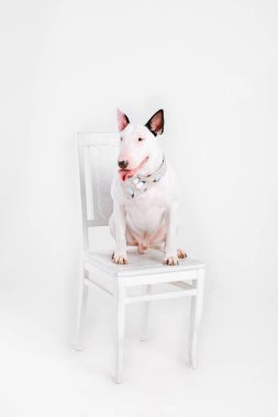 Boğa korkunç köpek. Köpekler için giyim. Beyaz arka plan üzerinde izole giyinmiş köpek