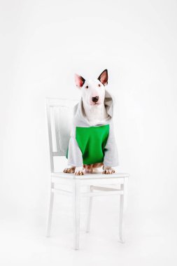Boğa korkunç köpek. Köpekler için giyim. Beyaz arka plan üzerinde izole giyinmiş köpek