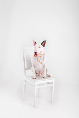 Boğa korkunç köpek. Köpekler için giyim. Beyaz arka plan üzerinde izole giyinmiş köpek