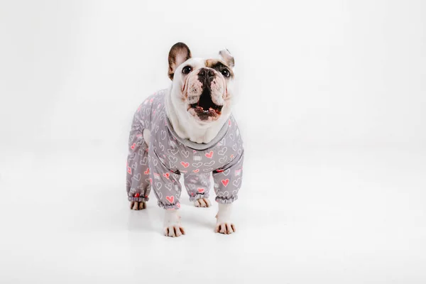 Fransk Bulldog Kläder För Hundar Klädd Hund Isolerad Vit Bakgrund — Stockfoto