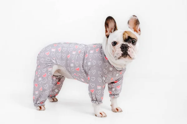 Franse Bulldog Kleding Voor Honden Gekleed Hond Geïsoleerd Witte Achtergrond — Stockfoto