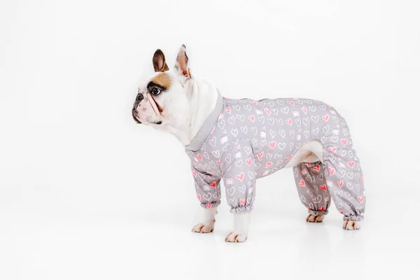 French Bulldog. Clothes for dogs. Dressed dog isolated on white background