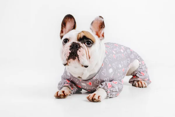 Bulldog Francés Ropa Para Perros Perro Vestido Aislado Sobre Fondo —  Fotos de Stock