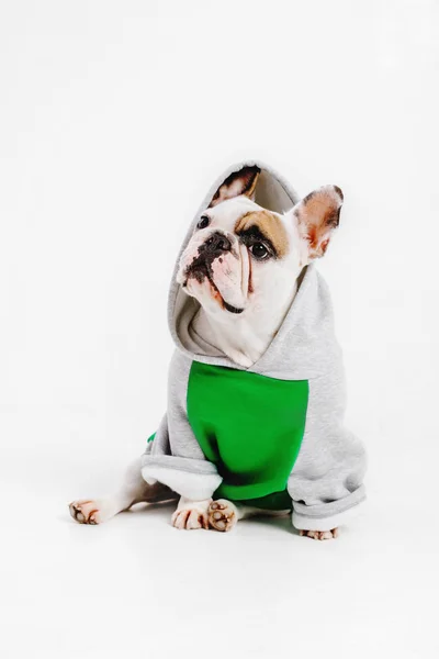 Bulldog Francés Ropa Para Perros Perro Vestido Aislado Sobre Fondo —  Fotos de Stock