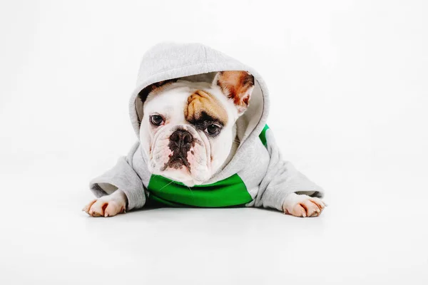 Francouzský Buldoček Oblečení Pro Psy Oblečený Pes Izolovaných Bílém Pozadí — Stock fotografie
